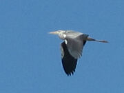 Grey heron 17042010 1 small