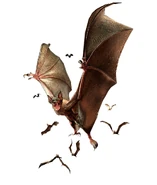 Infected Bat