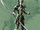 BASARA 4 Katsuie Shibata.png