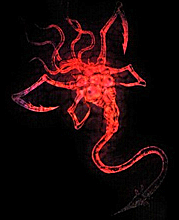 LasPlagasParasite.png