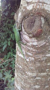 Common Lizard