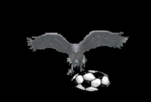 Peregrine Falcon Shot