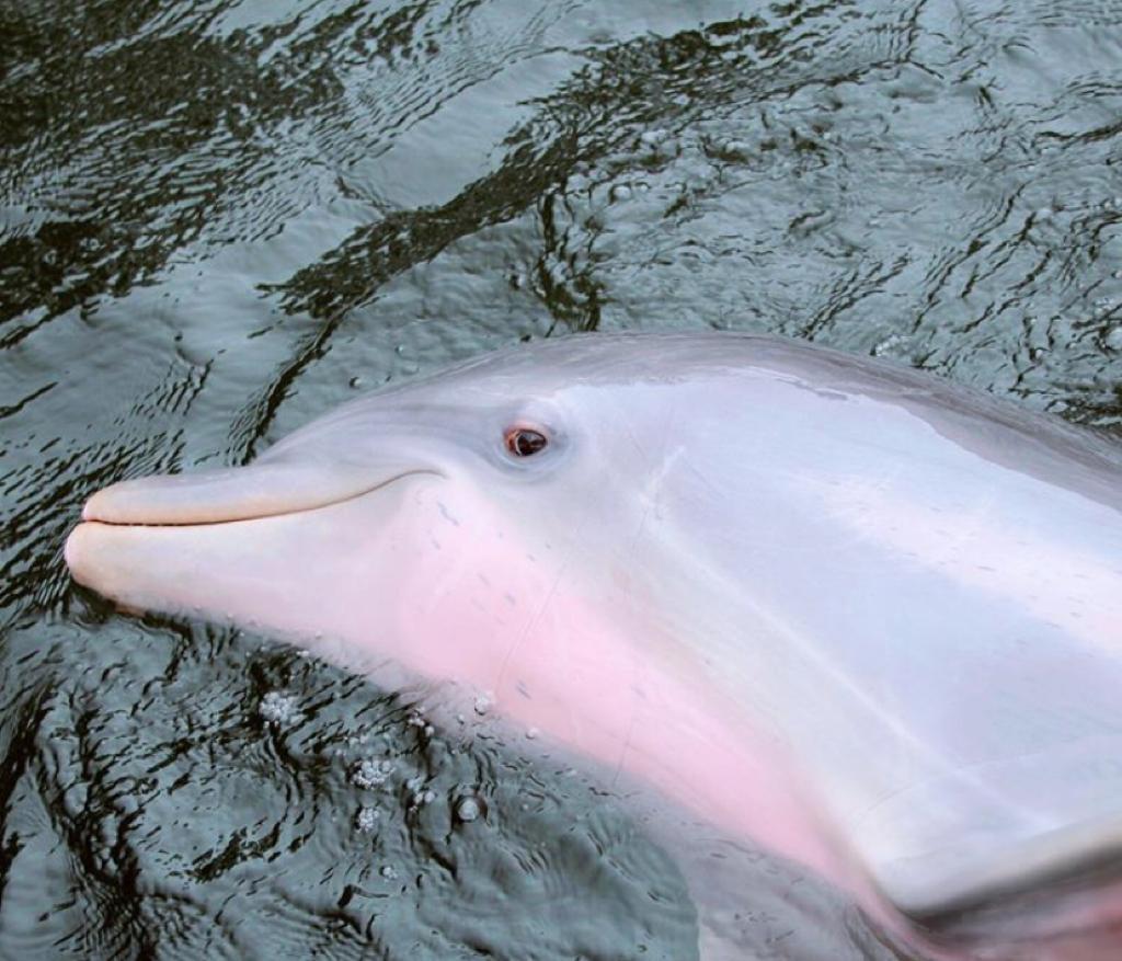 Bella (Island Dolphin Care 2000) Captive Cetacean Wiki Fandom