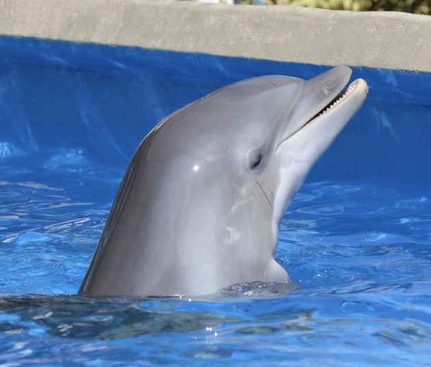 CORAL STAR Dolphin Class CDOS-70M（Yahoo!オークション -「パームス 