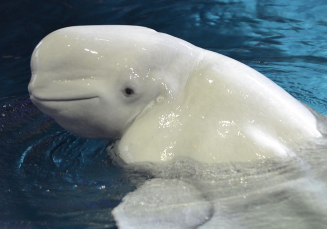 80534 - safe, artist:nieniechu, beluga whale, cetacean, mammal