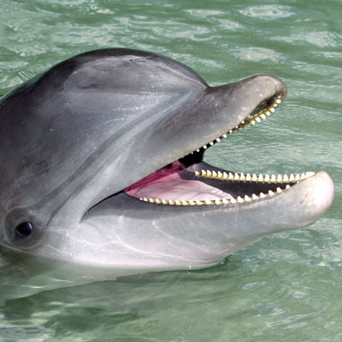 Kolohe (Dolphin Quest Hawaii 1994) Captive Cetacean Wiki Fandom
