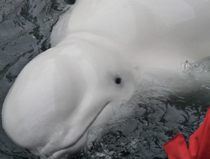 Ceta Base - Maris, a beluga, died on October 22nd, 2015 at