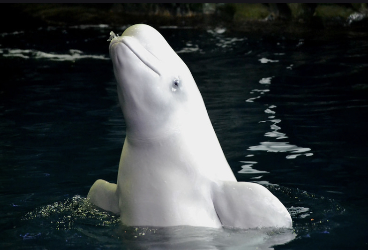 Shedd Aquarium mourns loss of oldest beluga whale 'Mauyak