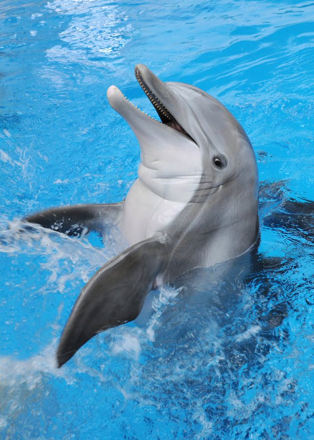 Three Brookfield Zoo dolphins expecting