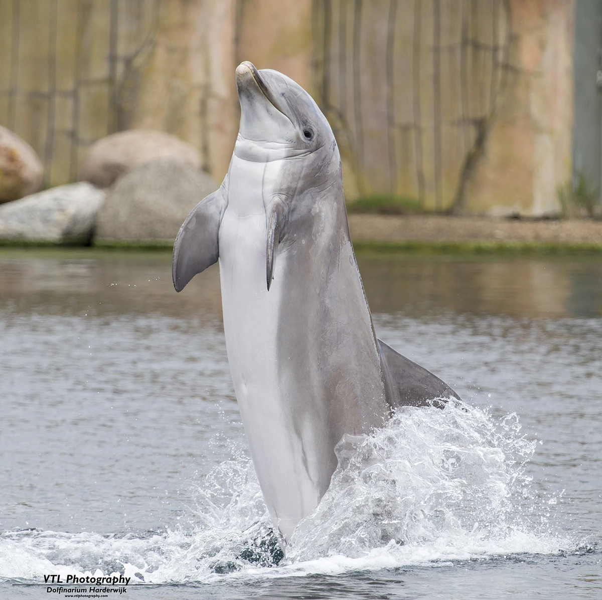 Joker (DH) | Captive Cetaceans Wiki | Fandom