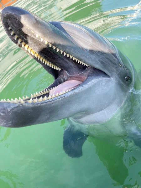 Tina (AMP) | Captive Cetaceans Wiki | Fandom Tina (AMP) | Captive Cetaceans Wiki | Fandom