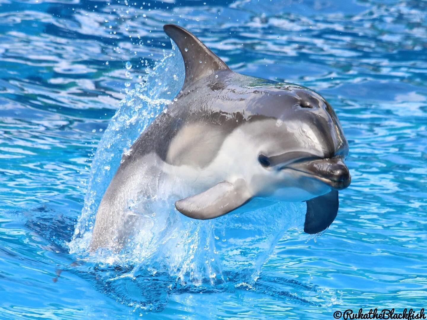 Cardiff (SWC) | Captive Cetaceans Wiki | Fandom Cardiff (SWC) | Captive Cetaceans Wiki | Fandom