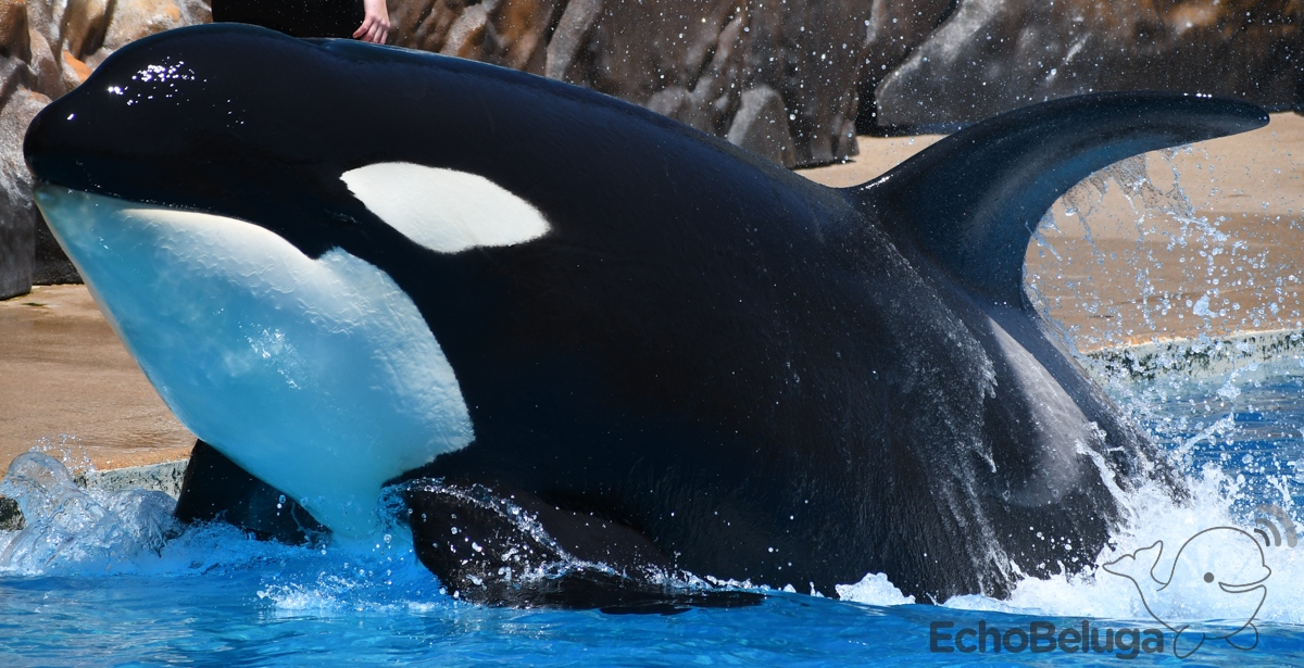 Makani (SWC) | Captive Cetaceans Wiki | Fandom