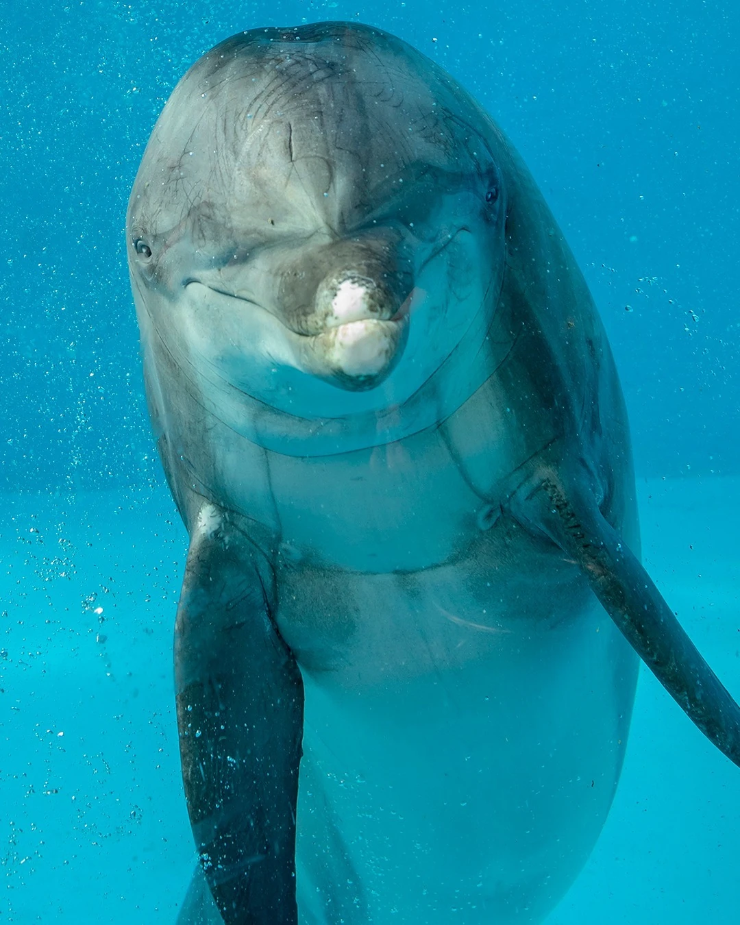 prince-dh-captive-cetaceans-wiki-fandom