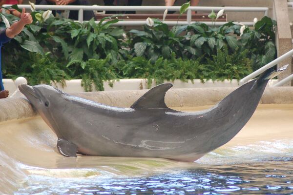 Kai (BRZ) | Captive Cetaceans Wiki | Fandom