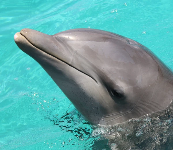 Chabelita (DAC) | Captive Cetaceans Wiki | Fandom