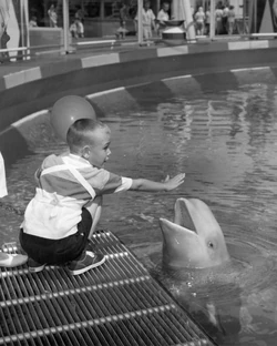 Pacific Ocean Park | Captive Cetaceans Wiki | Fandom