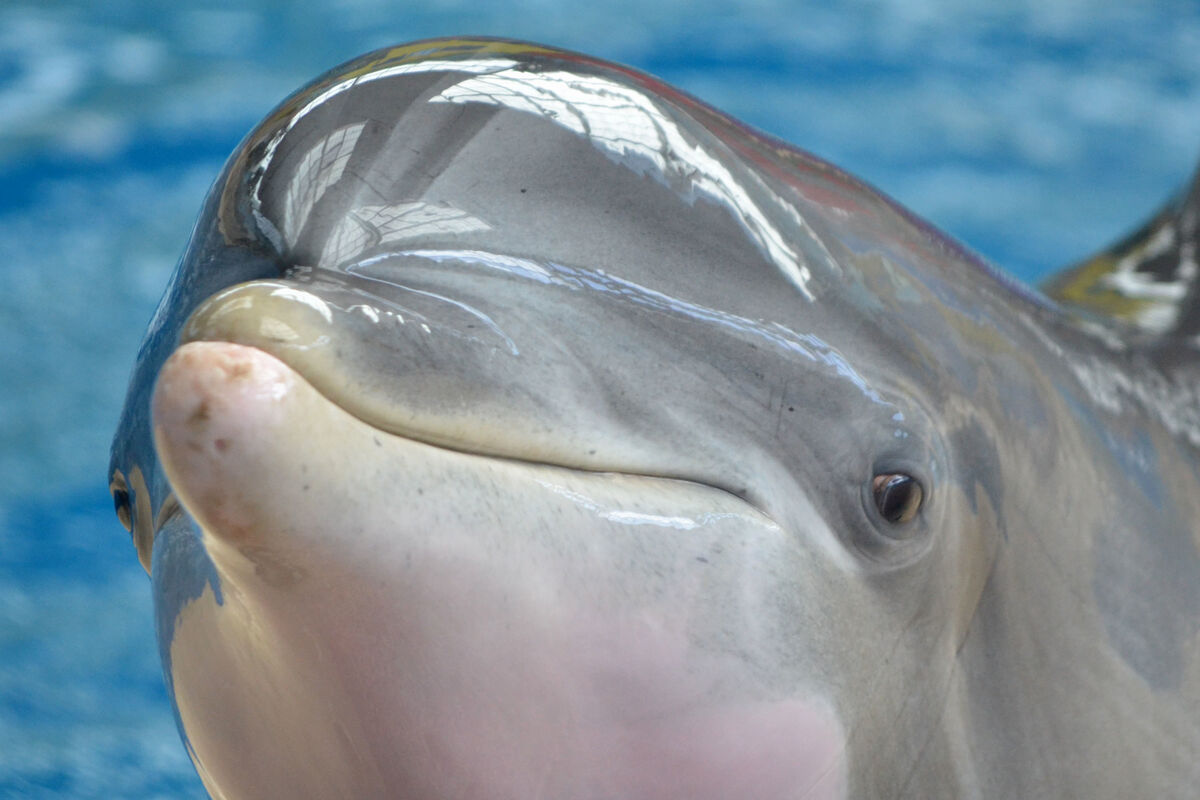 Tapeko (BRZ) | Captive Cetaceans Wiki | Fandom