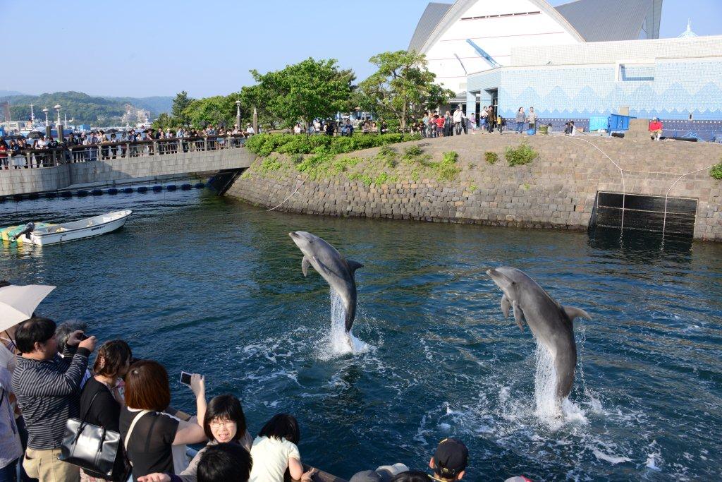 Kagoshima City Aquarium | Captive Cetaceans Wiki | Fandom Kagoshima City Aquarium | Captive Cetaceans Wiki | Fandom