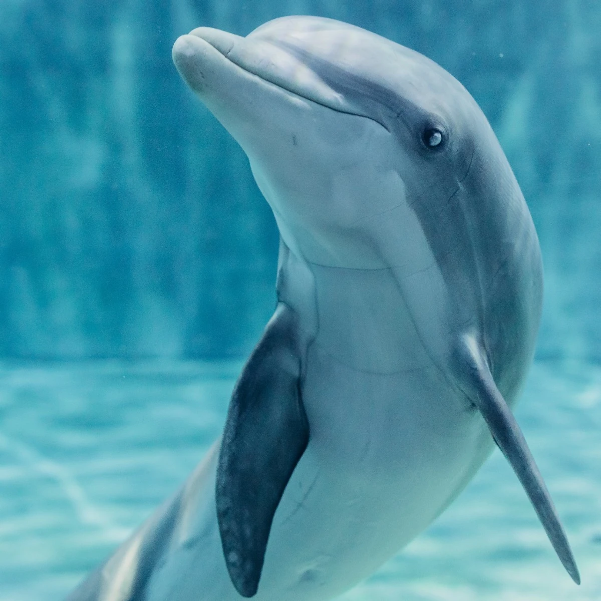 izzy-cma-captive-cetaceans-wiki-fandom