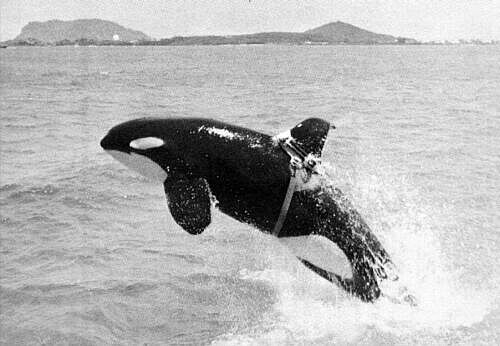 Orca profiles