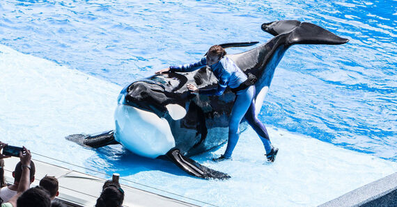 Photo by SeaWorld.