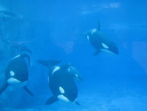 Taku, Katina, Newborn Nalani, and Ikaika (Left to Right)