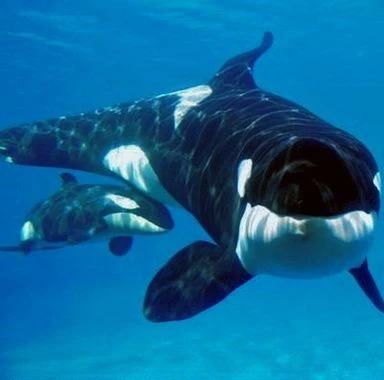 Young Ikaika and Katina