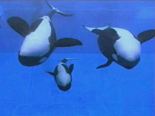 Taku, Ikaika, and Katina(left to right)