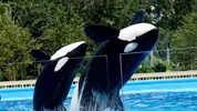 Trua(left) and Kayla. Photo by SeaWorld.