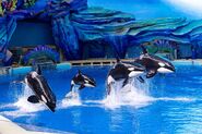 Chimelong orcas15