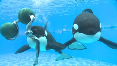 Trua and Tilikum (Left to Right)