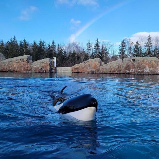 Whale transferred to U.S. aquarium from Marineland dies, no plans