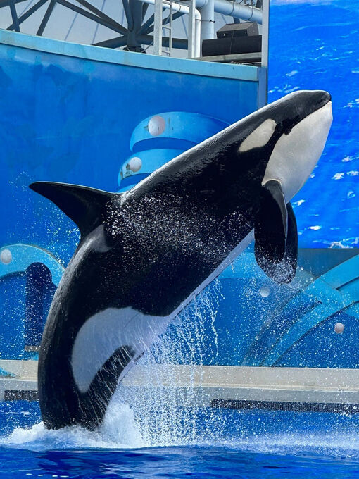 ジャンクジャーナル✢『Inner sanctuary♡』 IM SANE PLEASE I say as they drag me to the mental hopsital