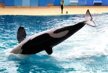 latest?cb=20220123013807