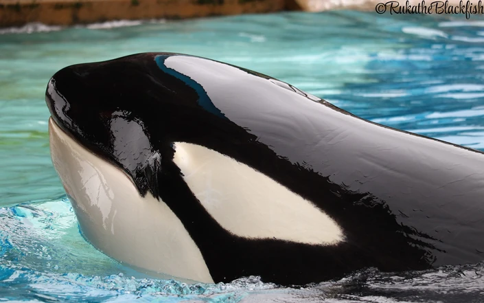 DO NOT USE. Photo ©RukatheBlackfish.