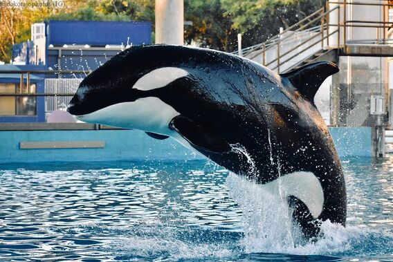 Orca bags - Gear in motion