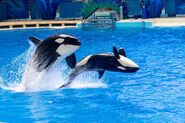 Chimelong orcas18