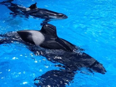 Katina tilikum and makaio