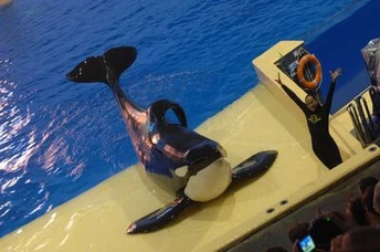 Keto doing a present