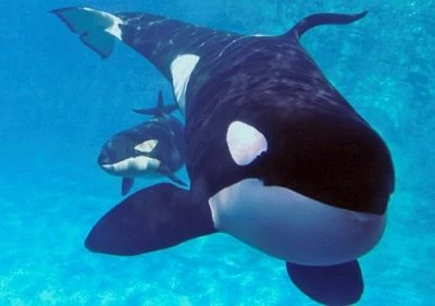 Young Ikaika and Katina