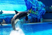 Chimelong orca16