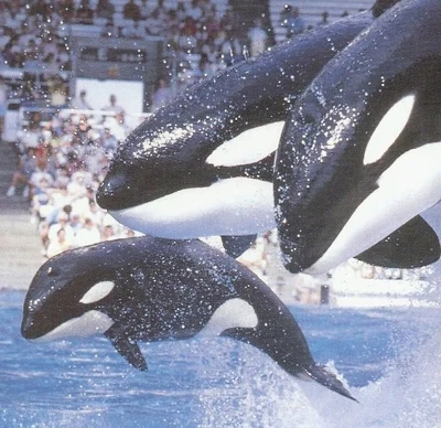 Katerina, Katina, and Kalina(back to front)