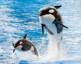 Young Makaio (Left) and Katina. Photo by SeaWorld.