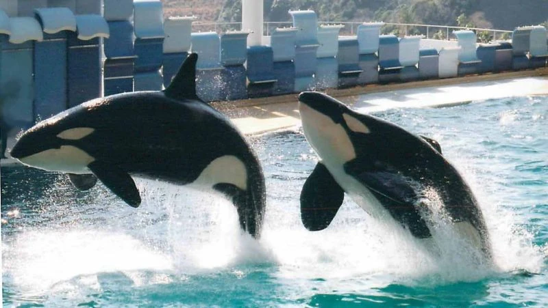 Goro | CaptiveOrca Wiki | Fandom