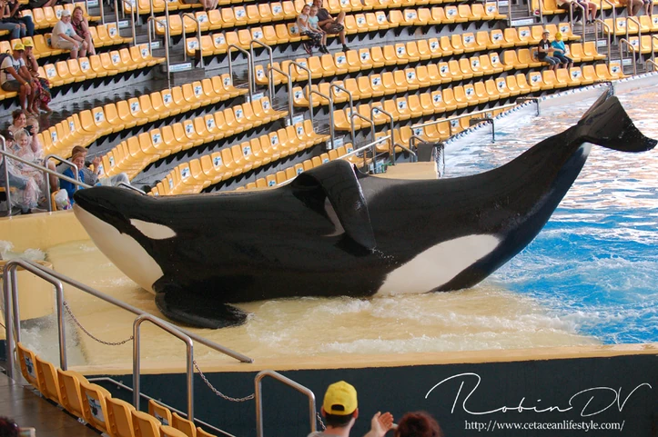 DO NOT USE. Photo by Cetacean Lifestyle.