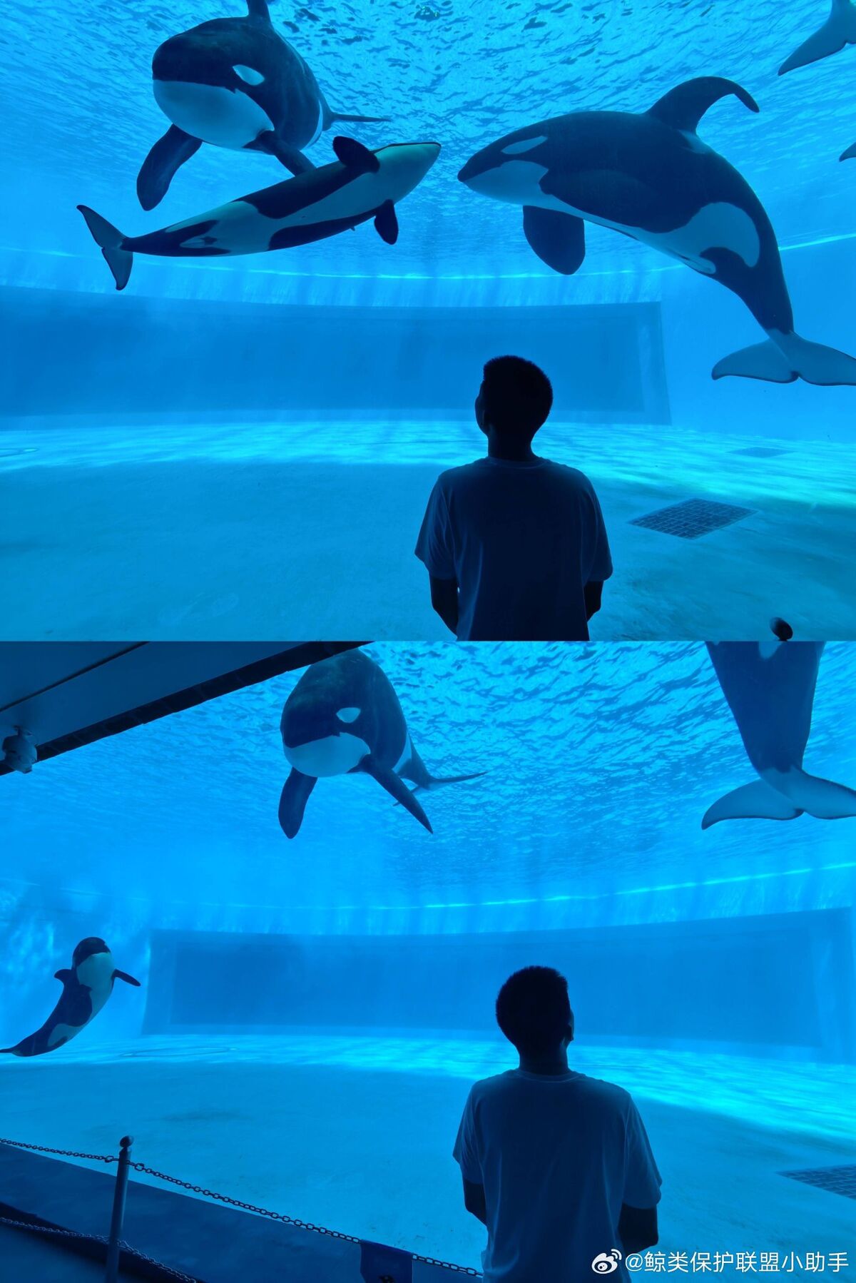 News of 2023 | CaptiveOrca Wiki | Fandom