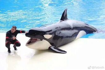 Shawn II | CaptiveOrca Wiki | Fandom