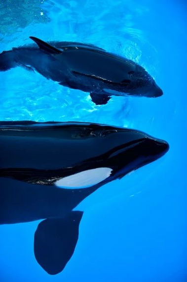 Katina(bottom) and Makaio