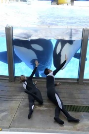 Tilikum(left) and Trua. Photo by SeaWorld.